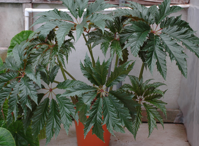 B. ‘Ross Bolwell’